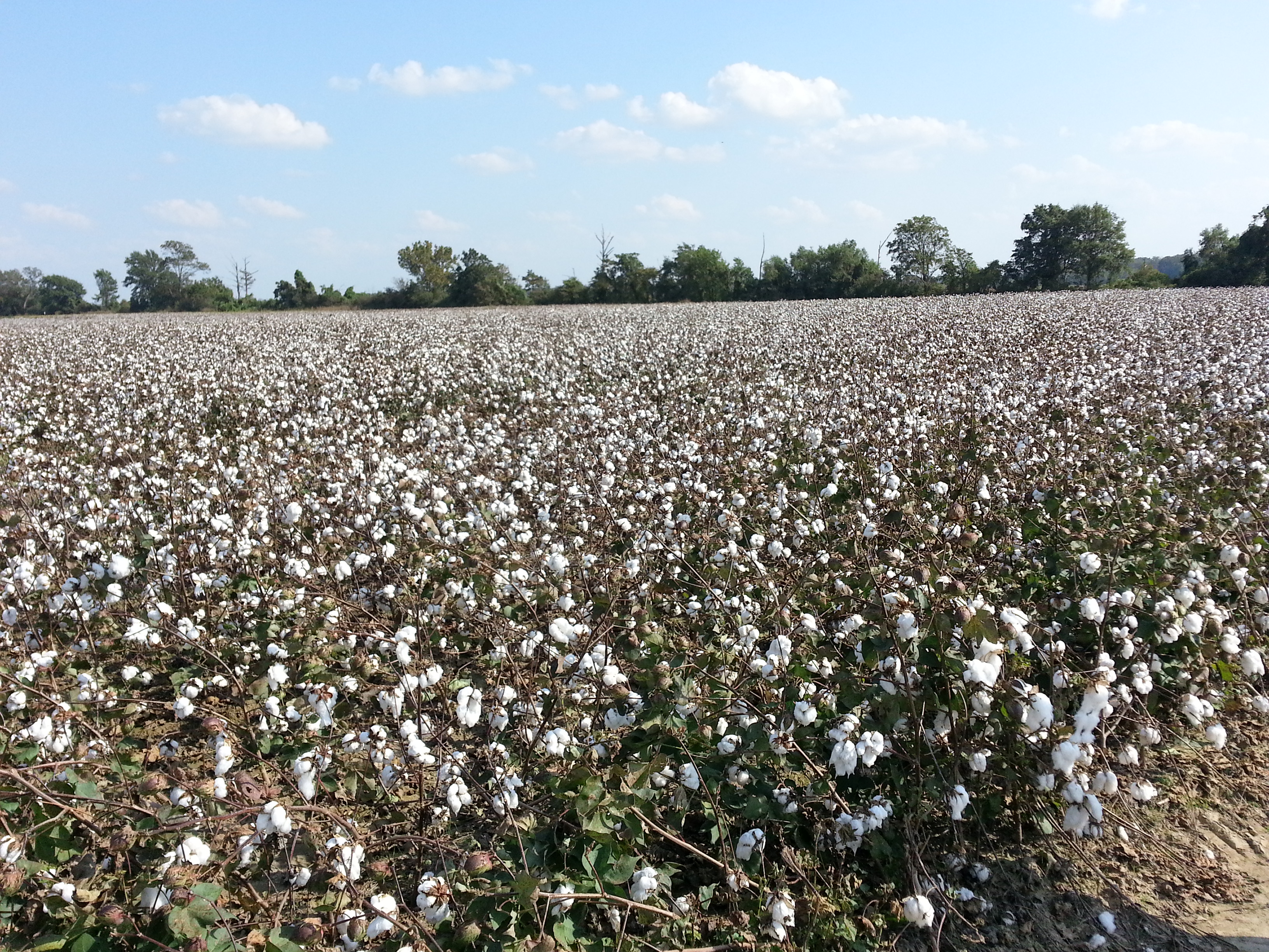 iGrowCotton